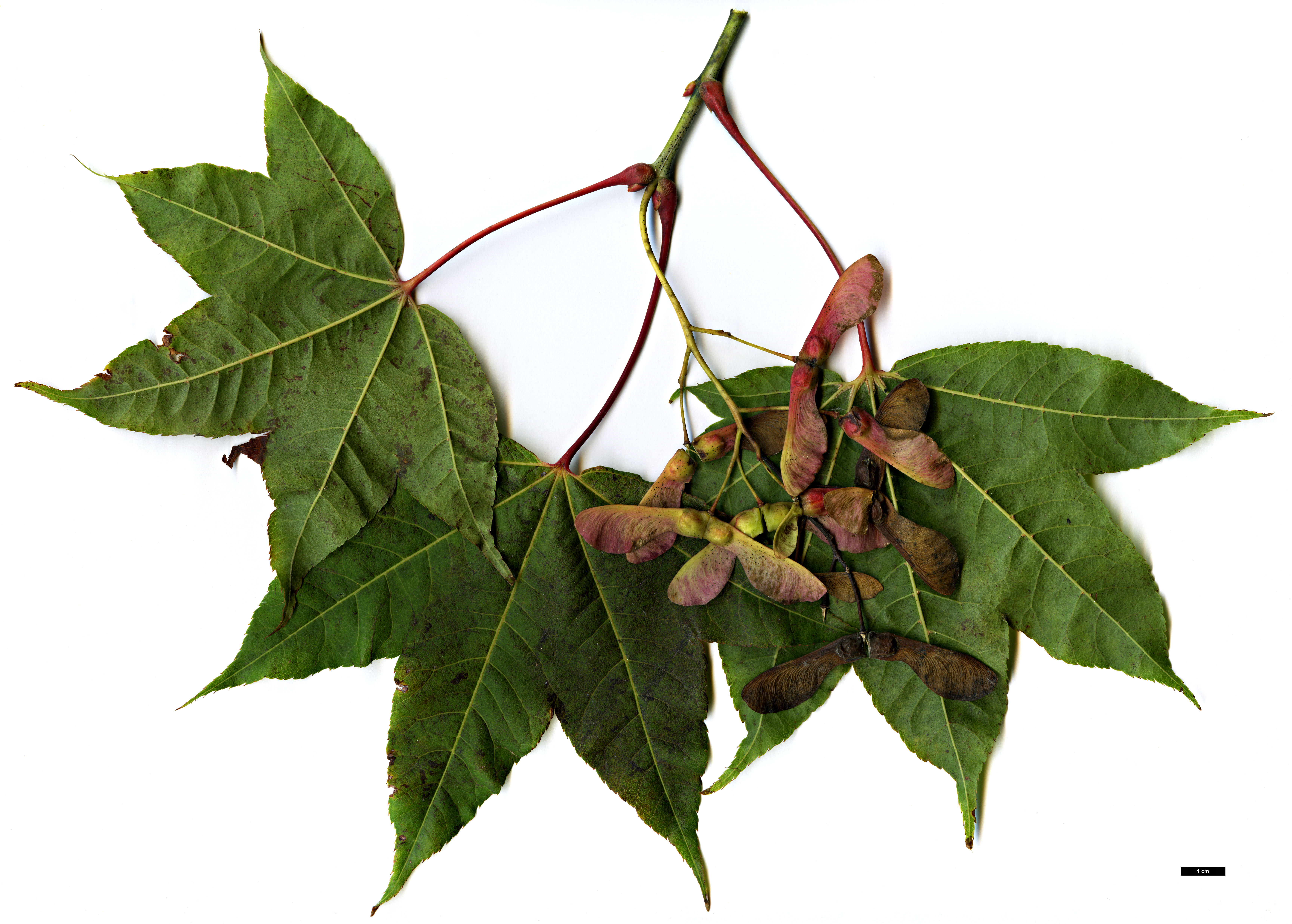 High resolution image: Family: Sapindaceae - Genus: Acer - Taxon: campbellii 